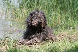 PERRO DE AGUA 146
